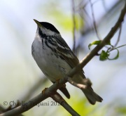 6S3A4963Blackpoll_Warbler