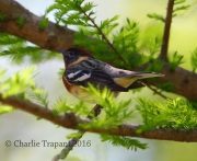 6S3A5013Bay-Breasted_Warbler