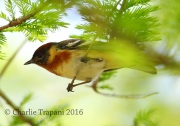 6S3A5024Bay-breasted_Warbler