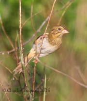 6S3A5113Henslow's_Sparrow