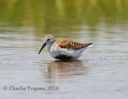 6S3A5123Dunlin