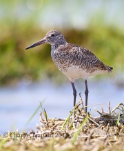6S3A5124Willet