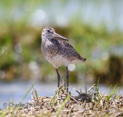 6S3A5127Willet