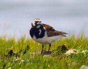 6S3A5172Ruddy_Turnstone