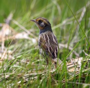 6S3A5186Saltmarsh_Sparrow