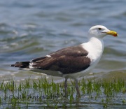 6S3A5192Greater_Black-backed_Gull