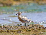 6S3A5195Red_Knot