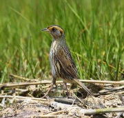6S3A5202Saltmarsh_Sparrow