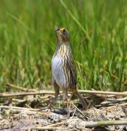 6S3A5207Saltmarsh_Sparrow