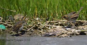 6S3A5208Saltmarsh_Sparrows_Fight