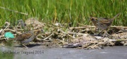 6S3A5209Saltmarsh_Sparrow_Fight