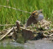 6S3A5211Saltmarsh_Sparrow_Fight