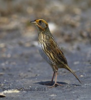 6S3A5222Saltmarsh_Sparrow