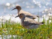6S3A5240Red_Knot