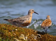 6S3A5278Red_Knot