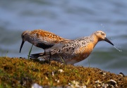 6S3A5283Red_Knot