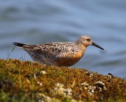 6S3A5287Red_Knot