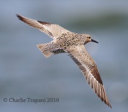 6S3A5292Red_Knot