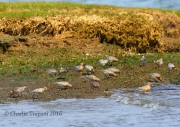 6S3A5323Red_Knots
