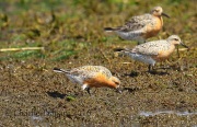 6S3A5341Red_Knot