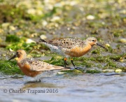 6S3A5353Red_Knot
