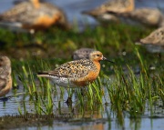 6S3A5383Red_Knot