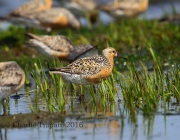 6S3A5386Red_Knot