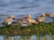 6S3A5390Red_Knot