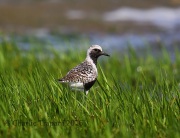 6S3A5408Black-bellied_Plover