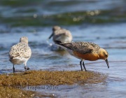 6S3A5425Red_Knot