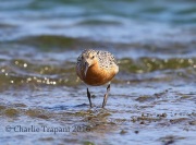 6S3A5437Red_Knot