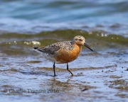 6S3A5440Red_Knot