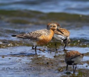 6S3A5442Red_Knot