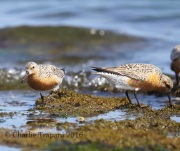 6S3A5449Red_Knots