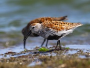 6S3A5460Dunlin
