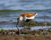 6S3A5468Dunlin