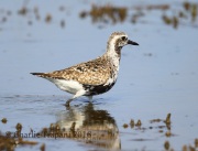 6S3A5475Black-bellied_Plover