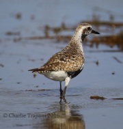 6S3A5479Black-bellied_Plover