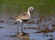 6S3A5488Black-bellied_Plover