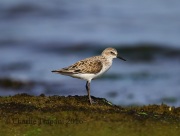 6S3A5497Semipalmated_Sandpiper