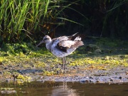 6S3A5573Willet