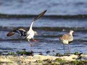 6S3A5649Black-bellied_Plover_Ruddy_Turnstone