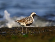 6S3A5679Black-bellied_Plover
