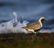 6S3A5682Black-bellied_Plover