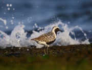 6S3A5683Black-bellied_Plover