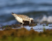 6S3A5688Black-bellied_Plover