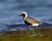6S3A5700Black-bellied_Plover