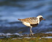 6S3A5721Black-bellied_Plover