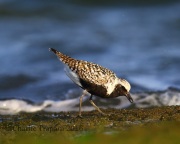 6S3A5727Black-bellied_Plover