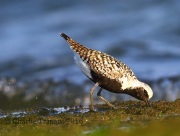 6S3A5731Black-bellied_Plover